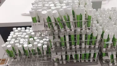 Muestras para analizar en tubos verdes y blancos, apilados, en el Hospital de Jerez.