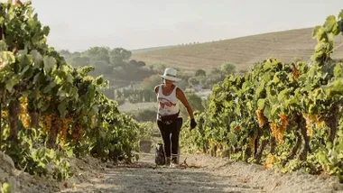 Vendimiadora tirando de una cesto con uvas en medio de una calle de un viñedo.