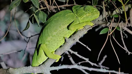 Camaleón de color verde en la rama de un árbol, en la noche.