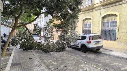 Un taxi tiene que subirse a la acera para poder seguir circulado ante la presencia de la rama desprendida.