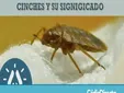 El verdadero significado espiritual de las chinches y por qué aparecen en tu hogar