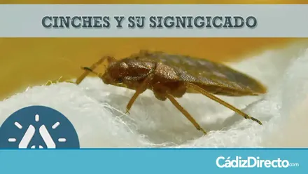 Chinches en casa