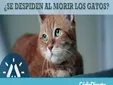 ¿Tienen los gatos una conexión espiritual que les permite despedirse al morir?