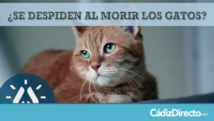 Gato moribuendo