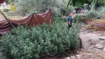 Plantación de Marihuana
