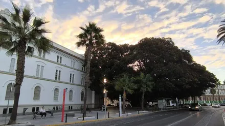 Vista del árbol centenario del Hospital Mora en Cádiz, con la actual Facultad de Emprresariales, cielo blanquecino y reflejo del sol sobre las nubes.