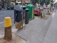 “Es una barbaridad”: indignación por la tala en Cádiz de seis árboles “sin informe técnico”