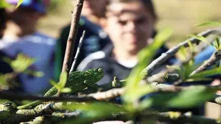 Camaleón verde entre las ramas de un árbol siendo observado por un chico.