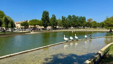 Gansos en el borde del lago en el parque de Rota.
