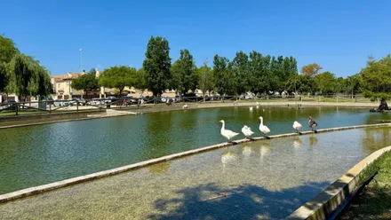 Gansos en el borde del lago en el parque de Rota.