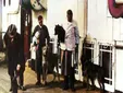 Los perros del Titanic, las emotivas historias reales detrás del naufragio más famoso del mundo