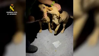 Imagen del vídeo de la Guardia Civil con el rescate de los dos cachorros del senderista. Foto: GREIM