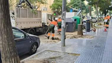 Tala de seis árboles "sanos", segun la plataforma del Árbol, en plena avenida principal de Cádiz.
