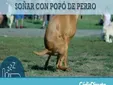 Soñar con popó de perro: el sorprendente significado que no esperabas