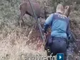 Un ciclista avisa a la Guardia Civil tras encontrar a un ciervo en apuros en Los Hurones, en San José del Valle