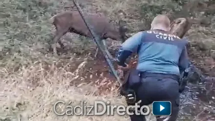 Agente de la Guardia Civil liberando a un ciervo enganchado.