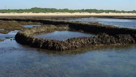 Formación de los corrales de pesca en Rota.