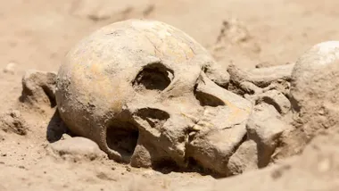 Cráneo humano y otros huesos.