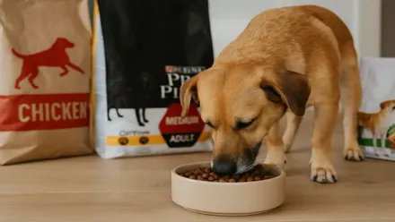 Perro color canela comiendo en su comedero junto a sacos de pienso.