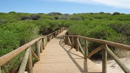 Pasarela de madera en Punta Candor con mucha vegetación verde y cielo celeste con alguna nube blanca.