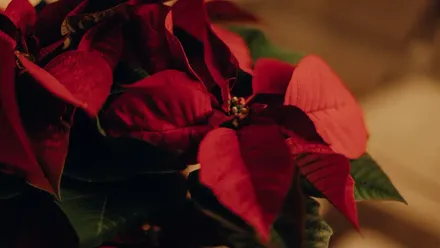 Entrega de flores navideñas a domicilio: poinsettias, centros y más