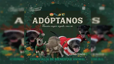 Cartel en tonos verdosos con la imagen de unos perritos en adopción en San Fernando.