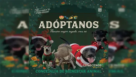 Cartel en tonos verdosos con la imagen de unos perritos en adopción en San Fernando.