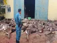 Intervención de la Guardia Civil en un coto de Vejer tras una batida de caza fuera de la ley