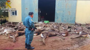 Un agente de la Guardia Civil mira los ciervos abatidos.