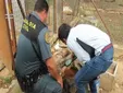 La Guardia Civil descubre graves irregularidades en una granja de Chipiona durante las inspecciones navideñas