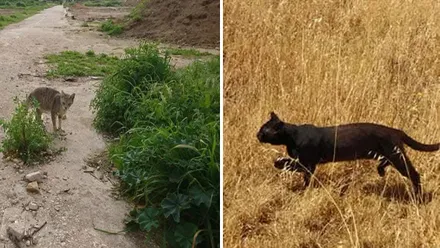 Dos gatos, uno gris y otro negro, en el cementerio de San José de Cádiz.