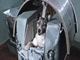 Los animales olvidados que viajaron al espacio antes que el hombre, la historia nunca se contó