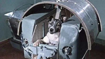 Perrita Laika en el módulo.