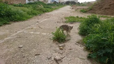 Un gato en el Cementerio de San José de Cädiz.