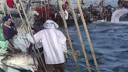 Pescadores en una almadraba de atún rojo.
