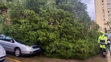 Muchas incidencias han sido pro caída de árboles o ramas, como esta en Algeciras. Foto: CBPC.