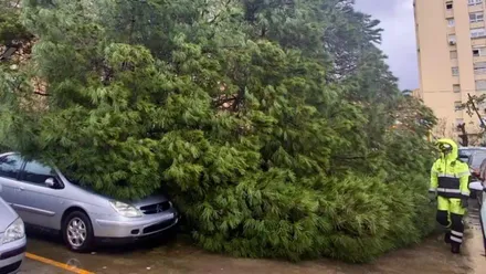 Muchas incidencias han sido pro caída de árboles o ramas, como esta en Algeciras. Foto: CBPC.