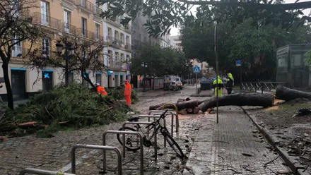 Un árbol de grandes dimensiones está caído sobre la vía y la acera en la Avenida 4 de diciembre de 1977 de Cádiz mientras operarios lo cortan en trozos para permitir su traslado.