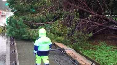 Operario ante un árbol caído en San Fernando.