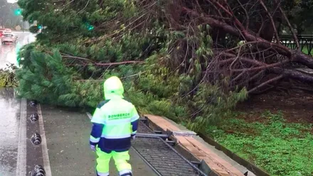 Operario ante un árbol caído en San Fernando.
