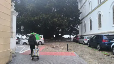 Una mujer con paraguas y llevando un carro de la compra llega al árbol del Mora, muy afectado por la borrasca Kristin. Foto: José Luis Porquicho Prada.