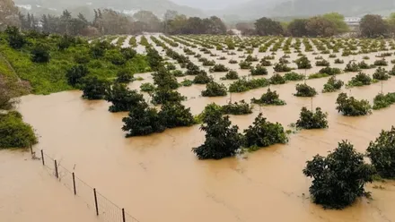 Vista de un campo de naranjo con el agua hasta mitad de la copa de los árboles.