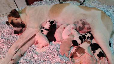 Una perra mastín color crema con once cachorritos de colores amamantándose.