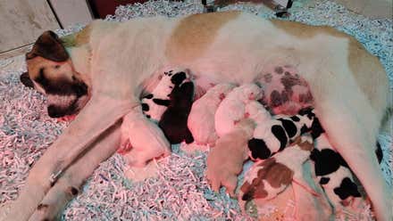 Una perra mastín color crema con once cachorritos de colores amamantándose.