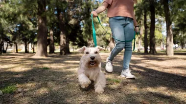 Perro de paseo con su dueña.