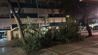 Balance del temporal en Cádiz: caídas de palmeras, un herido leve y múltiples incidencias durante la noche del viernes