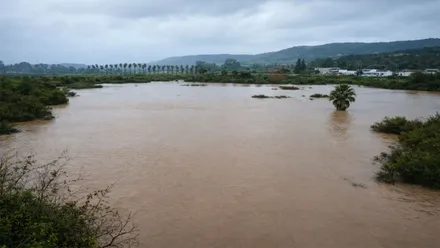 Campo cubierto de agua en Barbate. El agua llega a la copa de los árboles.