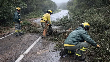 Arbol cortando una carretera y trabajadores cortando ramas.