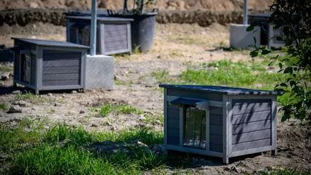 Casetas para traslados de Gatos del Cementerio de San José