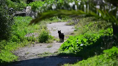 Gato callejero caminando entre tumbas en el cementerio de Cádiz, representando a los animales abandonados que buscan refugio y cuidado.